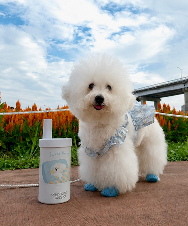 比熊Q粿🐾